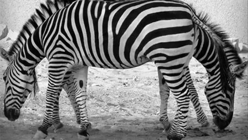 16 фотографий, которые обманут ваши глаза