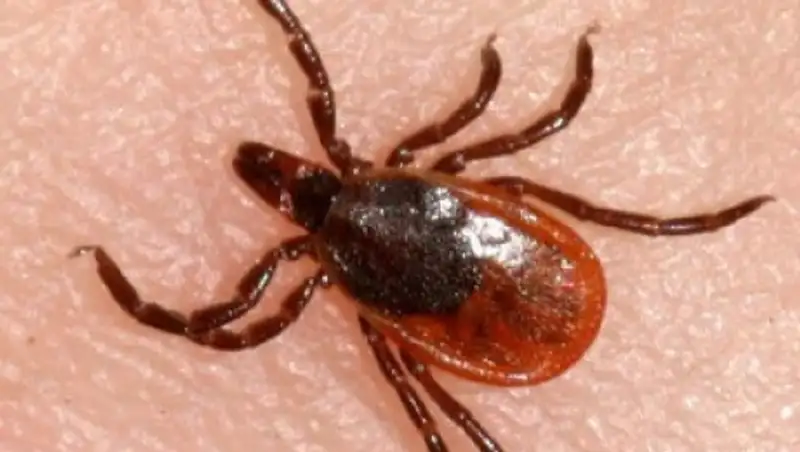 В Жамбылской области от укуса клеща скончался сельчанин