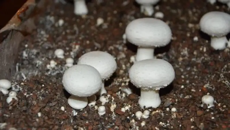 О&#1178;О-да жылына 200 тонна &#1179;озы&#1179;&#1201;йры&#1179; &#1257;сіретін ферма бар