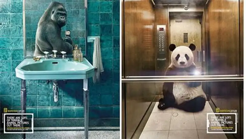 Звериный самострел: Селфи дикой природы для National Geographic