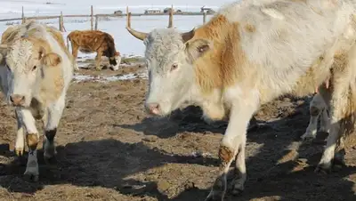 Zakon.kz, фото - Новости Zakon.kz от 04.05.2016 12:24