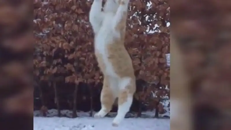 Играющий в снежки кот стал звездой Интернета