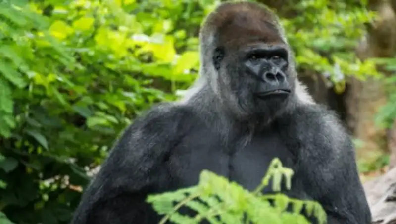 В США горилла 10 минут таскала трехлетнего мальчика по вольеру