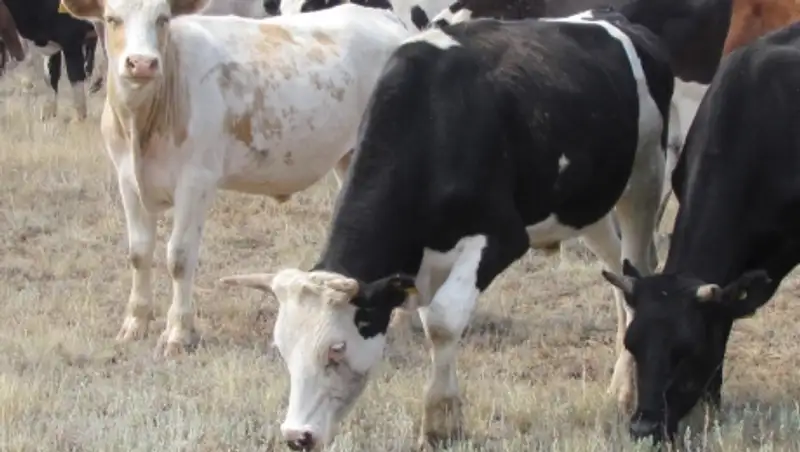 В акимате Костанайской области назвали предварительные причины падежа КРС