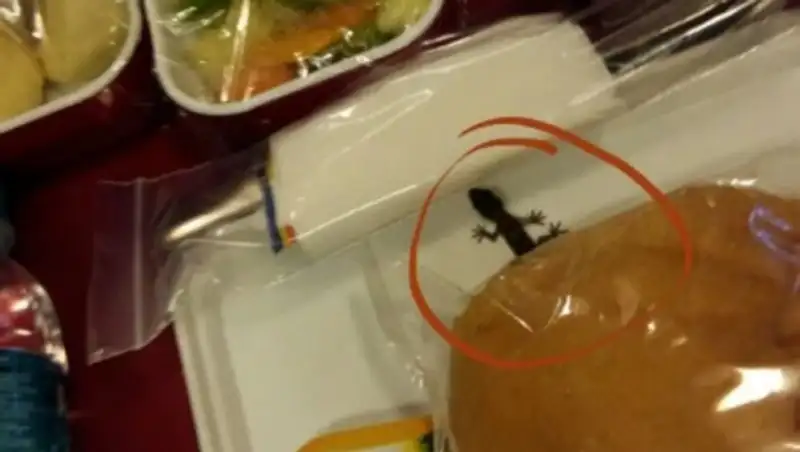 На рейсе Air India пассажиру "подали" живую ящерицу