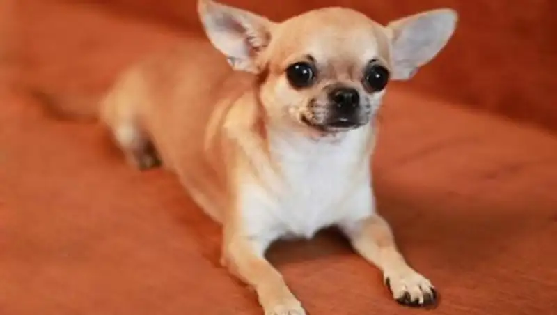 Американке выплатили $50 тысяч за отравленного чихуа-хуа