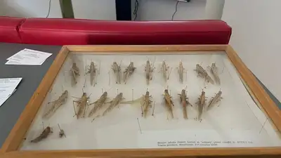 борьба с саранчой , фото - Новости Zakon.kz от 28.07.2023 00:01