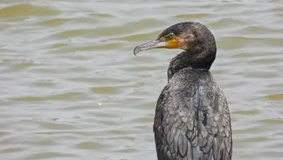 гибель птицы в Мангистау, фото - Новости Zakon.kz от 21.06.2022 07:22