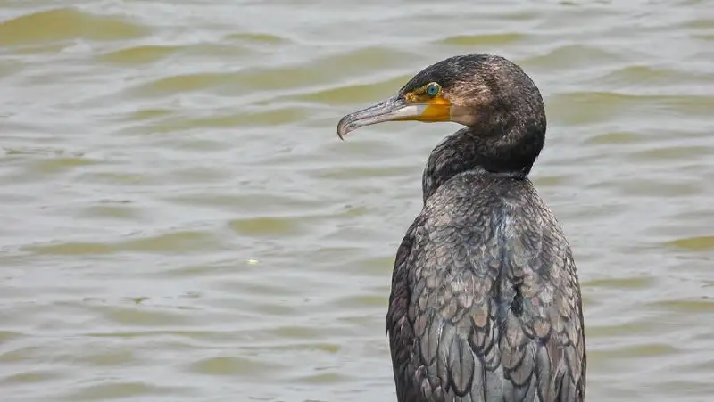 Около 160 мертвых птиц обнаружили в Мангистау