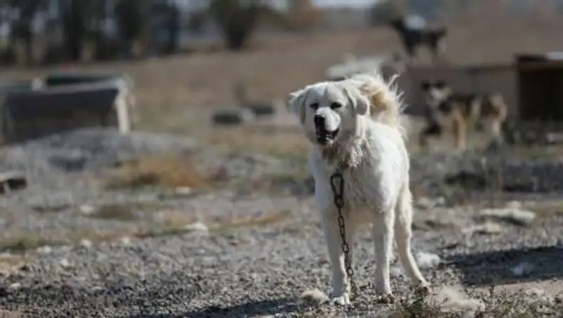 Порядок отлова безнадзорных и бродячих животных разработали в Казахстане
