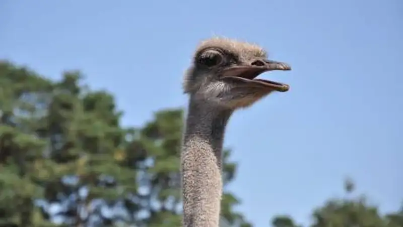 Фермер из Жамбылской области разводит африканских страусов