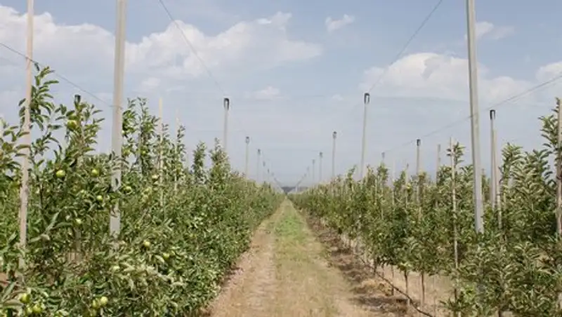 В Алматинской области посажены ореховые сады