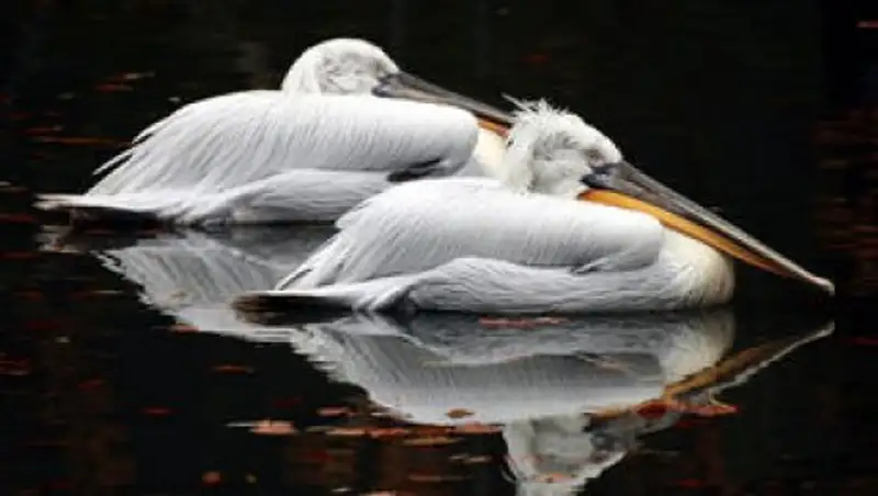 Гражданин Казахстана получил условный срок за попытку провезти на Алтай 70 голов пеликанов