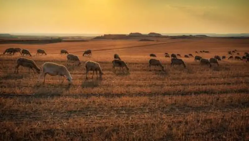 Лихач на Hyundai сбил отару овец: погибли 35 голов скота