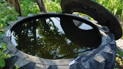 Zakon.kz, фото - Новости Zakon.kz от 18.05.2017 03:47