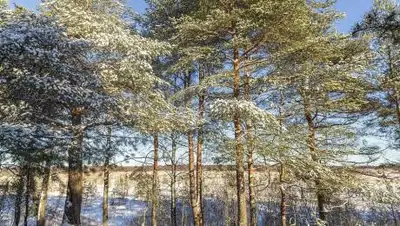 pixabay.com, фото - Новости Zakon.kz от 26.02.2021 11:48