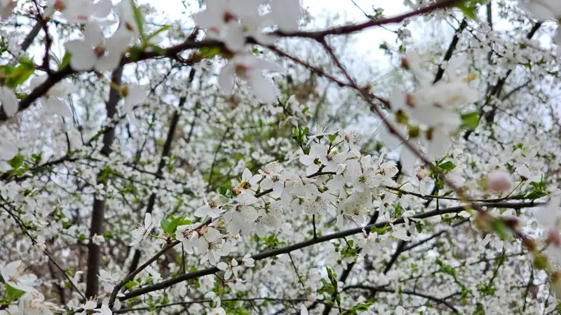 Гороскоп для всех знаков зодиака на 9 мая