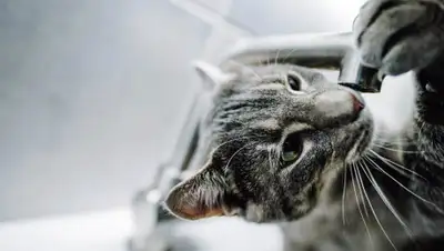 yuga.ru, фото - Новости Zakon.kz от 23.07.2020 10:28