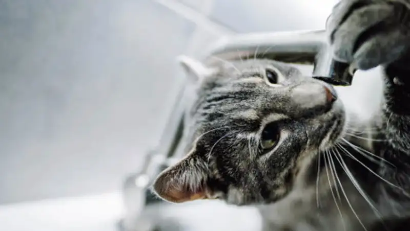 В Алмалинском районе Алматы на несколько часов отключат холодную воду