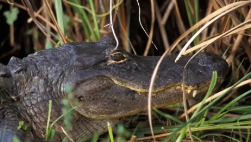 Австралийский пенсионер отбился от крокодилов гаечным ключом