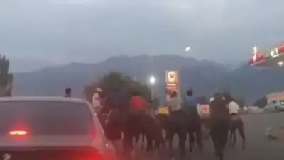 Кокпар устроили на дороге в Алматинской области , фото - Новости Zakon.kz от 25.07.2022 15:24
