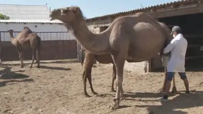 Zakon.kz, фото - Новости Zakon.kz от 03.08.2017 22:52