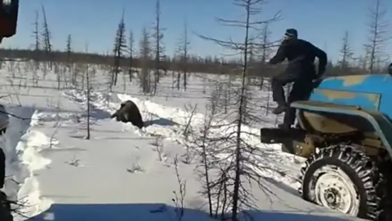 Задавившие медведя россияне объяснили свой поступок самообороной