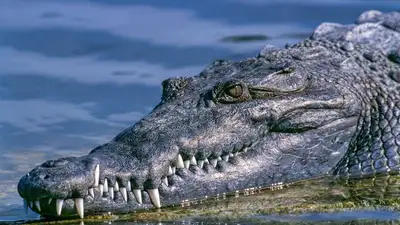 крокодил загрыз футболиста, фото - Новости Zakon.kz от 03.08.2023 10:35