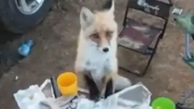 Zakon.kz, фото - Новости Zakon.kz от 29.10.2017 22:35