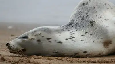 В Минэкологии прокомментировали информацию о мертвых тюленях в Актау, фото - Новости Zakon.kz от 30.06.2023 23:04