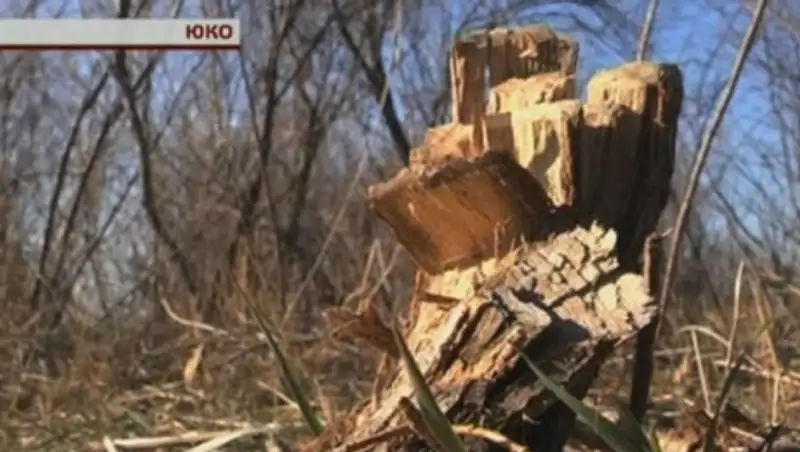 Обычный кустарник перессорил жителей Южного Казахстана