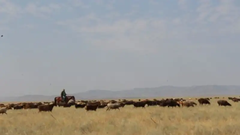 В Созаке полностью выполнены программы «Сыбага», «Алтын асык» и «Кулан»