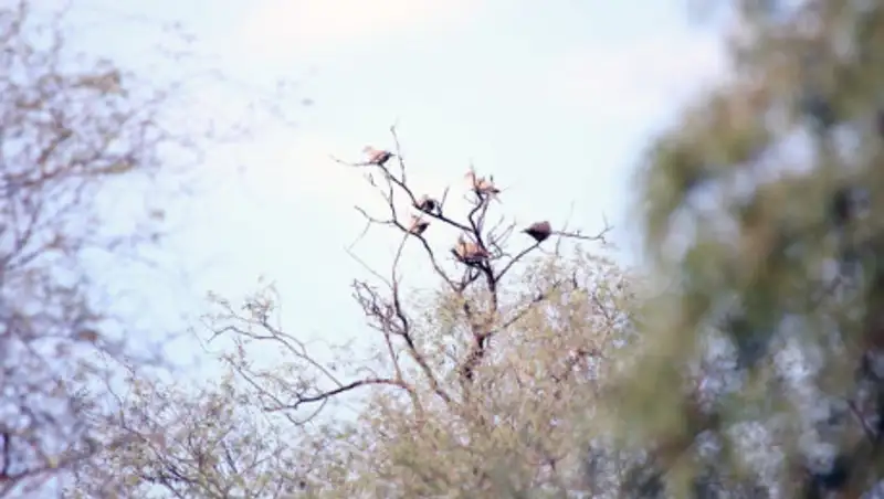 Теплая погода ожидает казахстанцев
