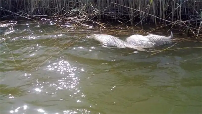 Экологи: В прибрежных водах Каспия произошла массовая гибель рыбы