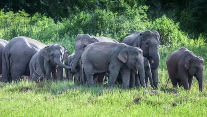 На острове Самуи в Таиланде слон убил британского туриста