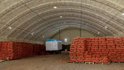 Стабфонды начали реализацию лука торговым объектам, фото - Новости Zakon.kz от 11.02.2023 13:17