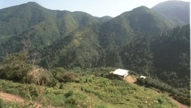 Горы Ямайки внесены в список объектов Всемирного наследия ЮНЕСКО