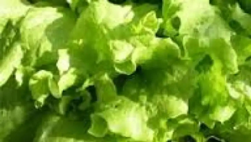 Цветочный трипс не пустили в Астану