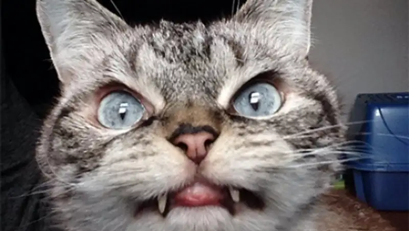 Новой звездой Instagram стала кошка-вампир