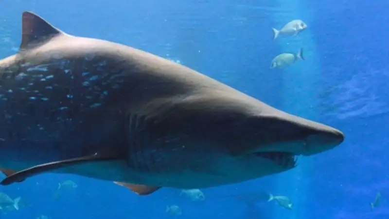 Разъяренный сёрфер избил трехметровую акулу на Гавайях