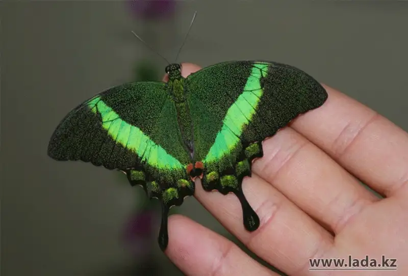 Выставка живых бабочек открылась в Актау (фото), фото - Новости Zakon.kz от 24.11.2013 17:03
