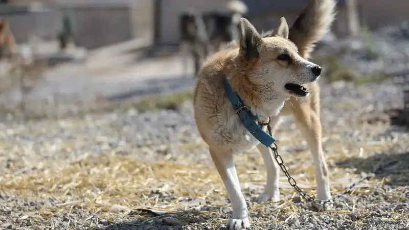 Программа бесплатного чипирования домашних животных стартовала в Алматы