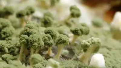 gribo4ek.com, фото - Новости Zakon.kz от 17.06.2021 14:30