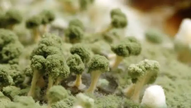 На смену "черной" в Индию пришла "зеленая плесень"