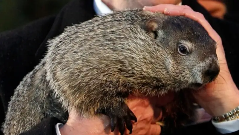 Фил из Панксатони пообещал американцам шесть морозных недель