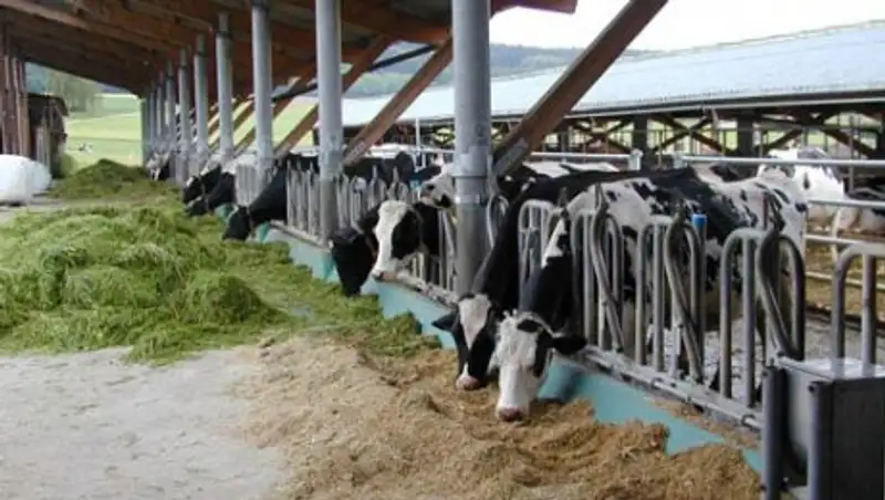 С начала года в Сайрамском районе открыли более 70 откормочных площадок