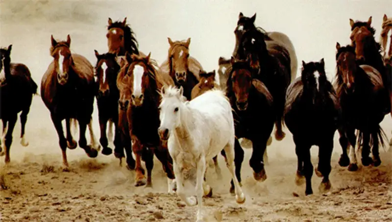 Табун лошадей, пропавший в ЗКО, был обнаружен в России, фото - Новости Zakon.kz от 09.11.2013 02:45