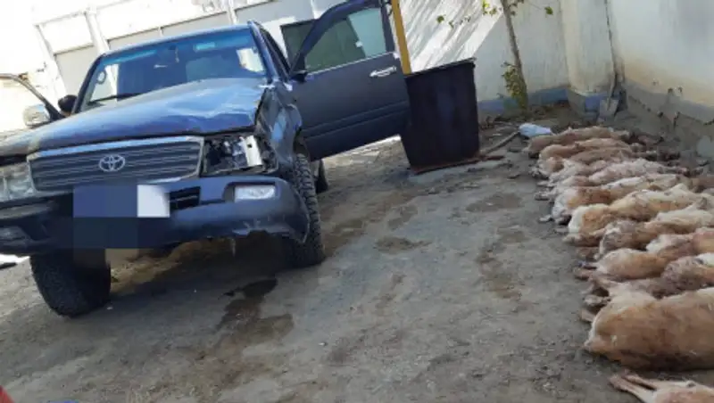 Инспекторы "Охотзоопром" задержали браконьеров с 54 тушами сайкагов