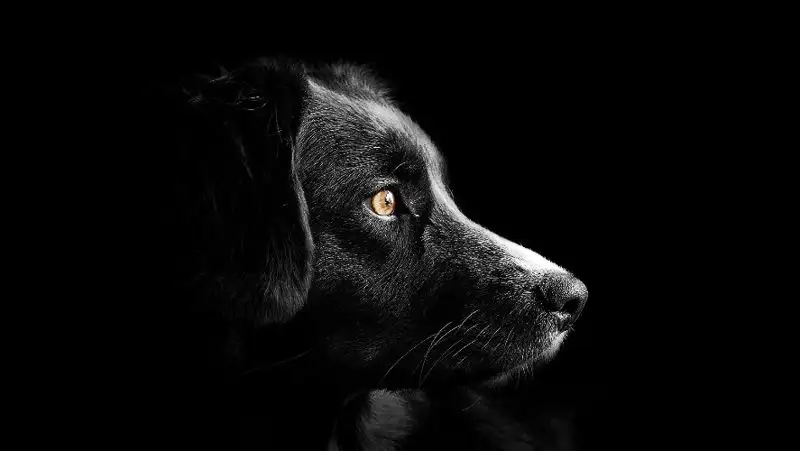 Из арыков Талгара достали еще 15 мешков с телами собак