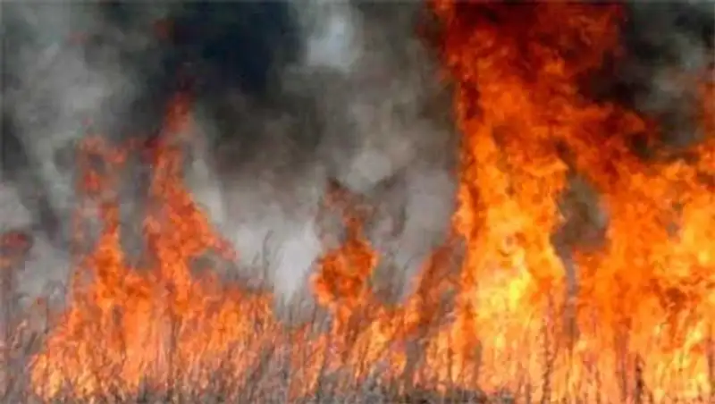 Пожар на территории 39 дачных участков произошел в Павлодарской области